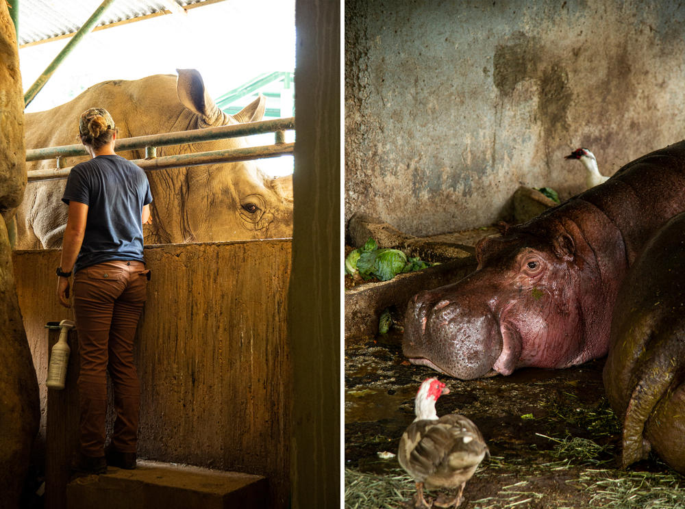 Left: A veterinarian caresses Felipe, the zoo's white rhinoceros, two days before his planned flight off the island. Right: Cindy, one of the zoo's two hippopotamuses, would be traveling on the same flight.