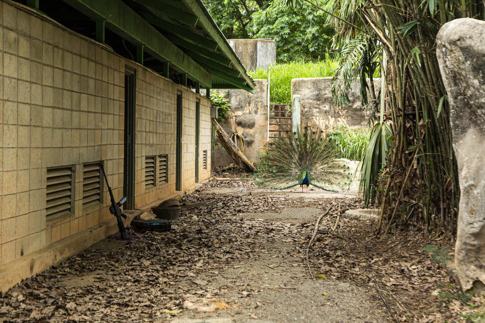 Puerto Rico's zoo was once a source of pride and a main tourist draw for the city of Mayagüez, on the island's western coast. But it started a long decline in the mid-2000s, until finally closing to the public in 2017, never to reopen.