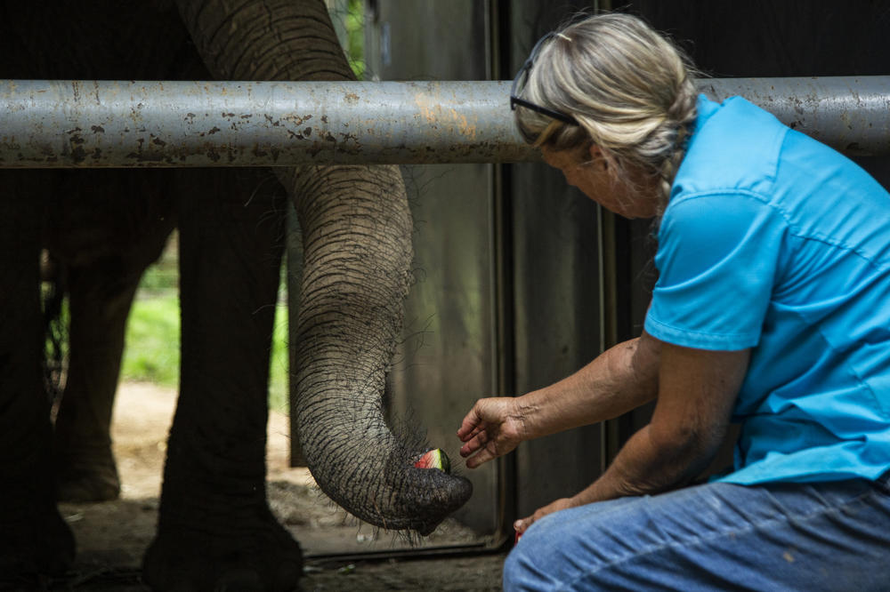 Carol Buckley used watermelon — Mundi's favorite snack — to entice her into the cage that would be used to transport the elephant to Buckley's 850-acre refuge in Georgia.