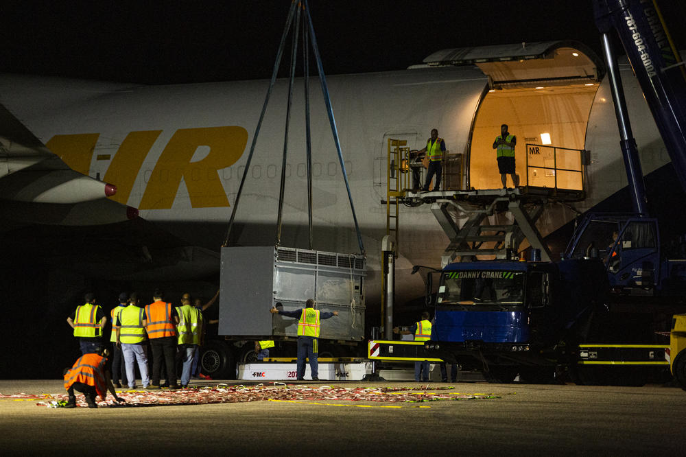 Felipe the rhinoceros is loaded onto the airplane at the Aguadilla airport. He and two hippos were headed to sanctuaries in Texas, while Mundi would make a new life at an elephant refuge in Georgia.