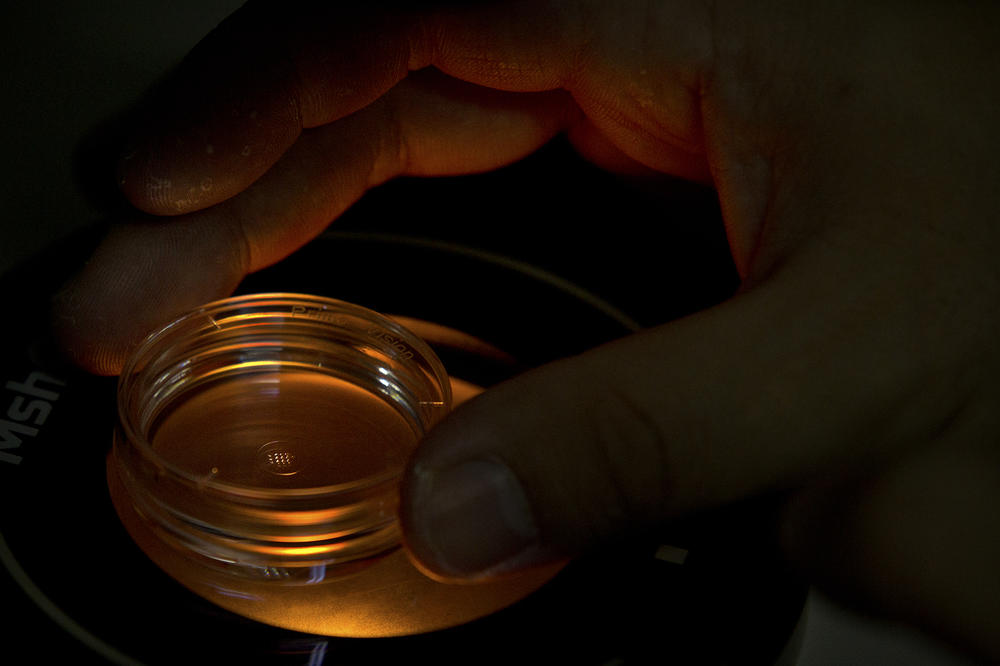An embryologist who was part of the team working with scientist He Jiankui adjusts a microplate containing embryos at a lab in Shenzhen in southern China's Guandong province on Oct. 9, 2018.