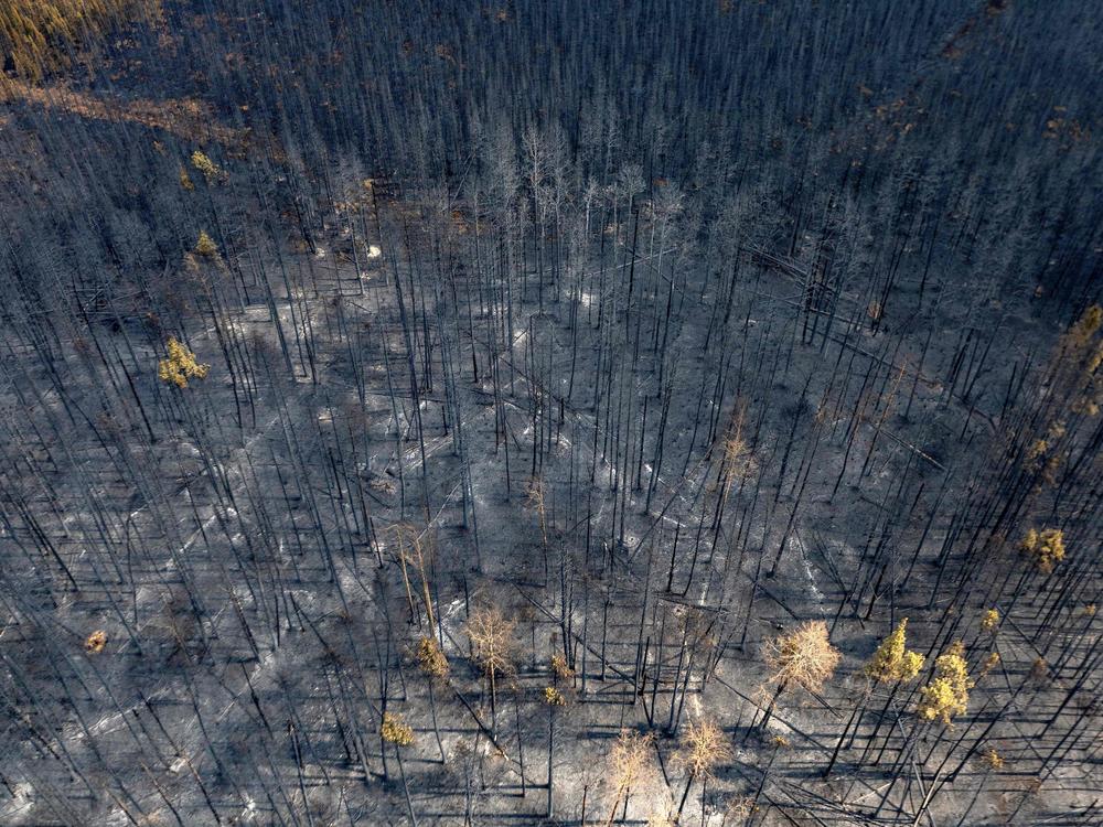 A burnt landscape caused by wildfires is pictured near Entrance, Wild Hay area, Alberta, Canada on May 10, 2023. Canada struggled on May 8, 2023, to control wildfires that have forced thousands to flee, halted oil production and razed towns, with the western province of Alberta calling for federal help.