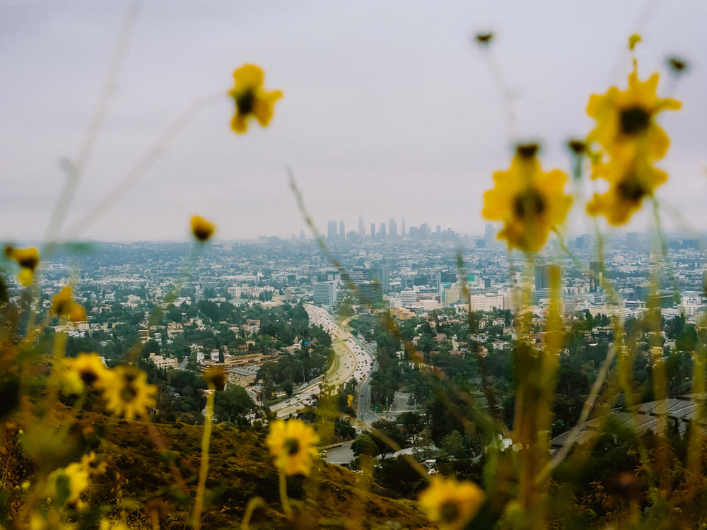 The view from the Jerome C. Daniel Overlook on Mulholland Drive.