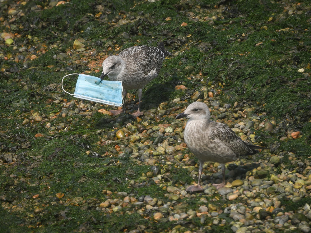 A gull picks up a discarded protective face mask from the shoreline in the marina on August 11, 2020 in Dover, England.