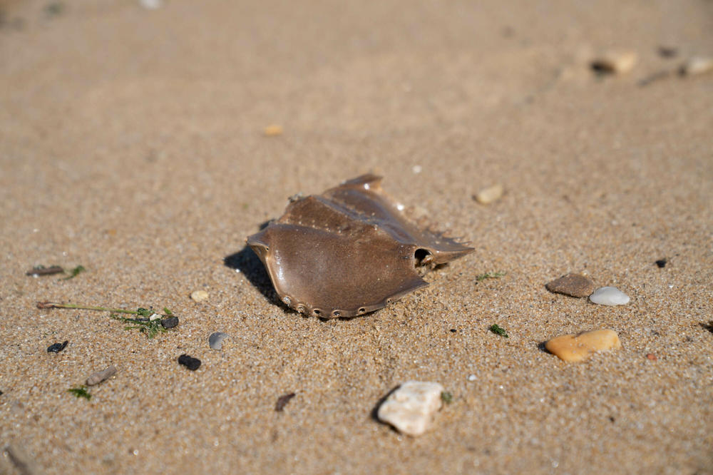 Remnants of horseshoe crabs are seen along the beach at the Chesapeake Bay in Maryland in March.