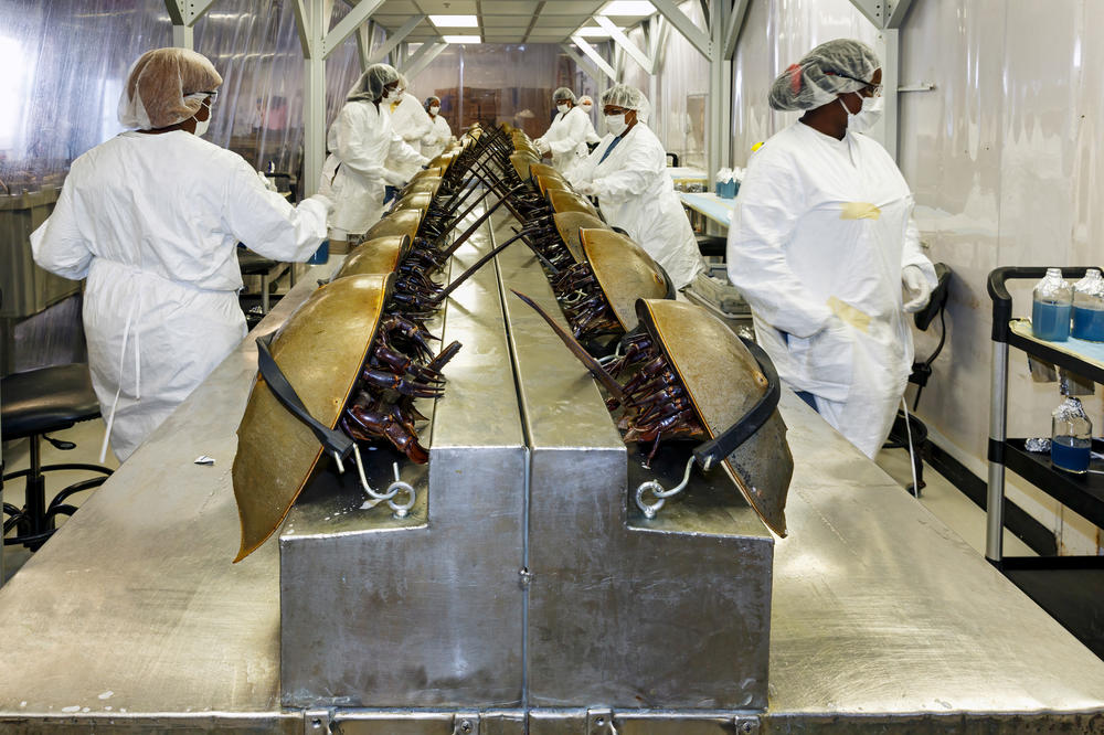 Horseshoe crabs are strapped down to be bled at Charles River Laboratory's facility in Charleston, S.C., in June 2014.