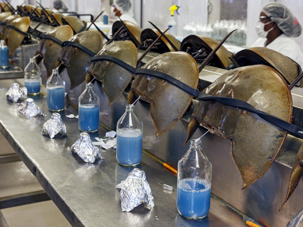 Horseshoe crabs are bled at a facility in Charleston, S.C., in June 2014.