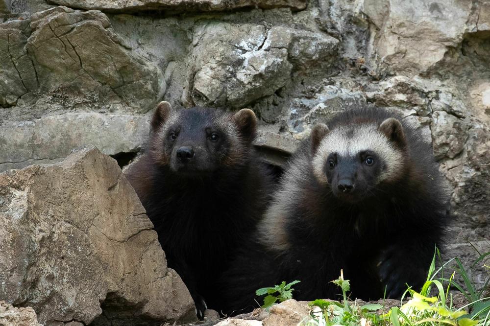 These two wolverine cubs live in a zoo in Belgium.