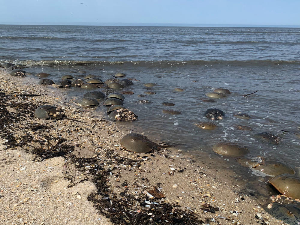 Horseshoe crabs gather to spawn on the shore in the Delaware Bay every spring.