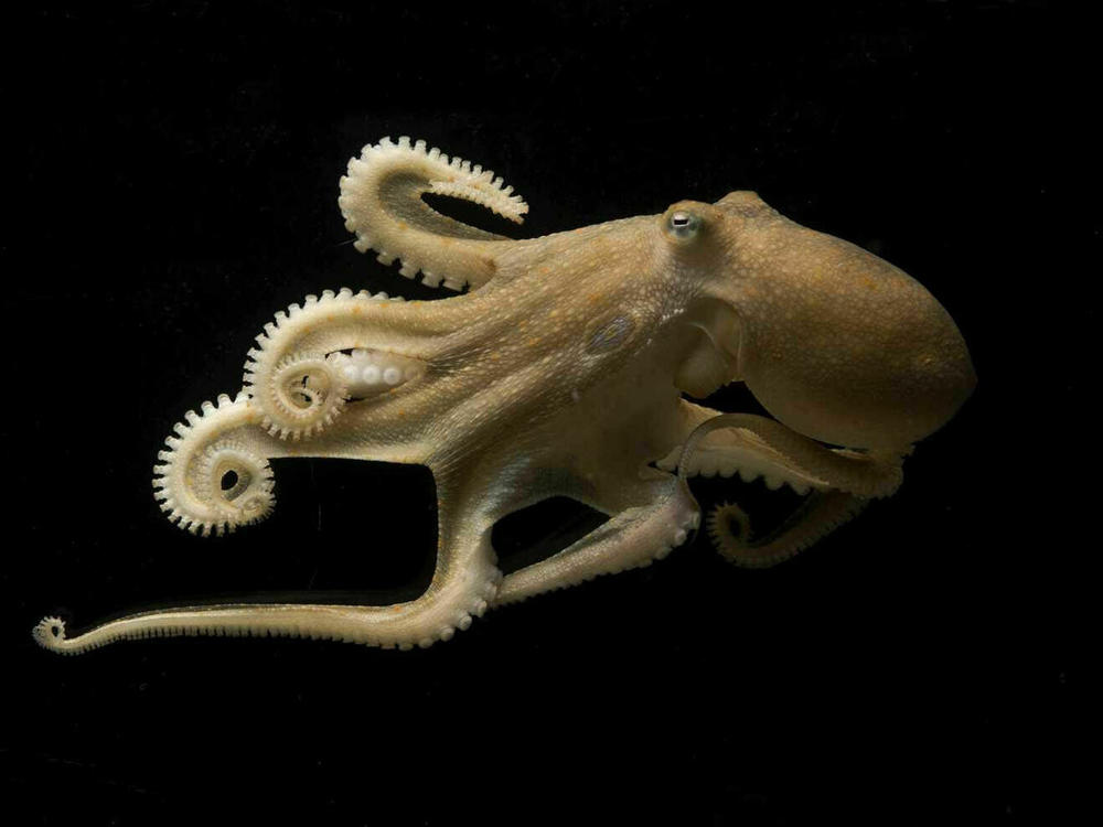The California two-spot octopus can edit the RNA in its brain on a massive scale, likely allowing it to keep a clear head in both warm and cool waters.