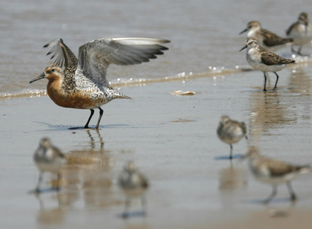 A red knot flaps its wings on the beach in Fortescue, N.J., in 2007. The shorebirds, designated as a threatened species, are dependent on horseshoe crab eggs.