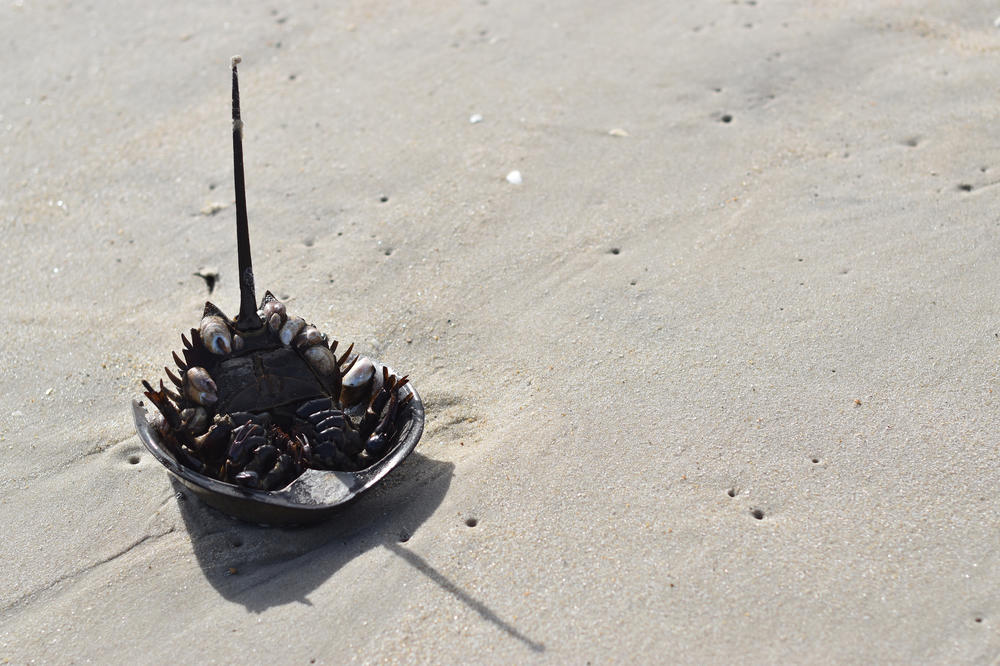 A dead horseshoe crab lies upside down on the beach in Assateague Island, Md.