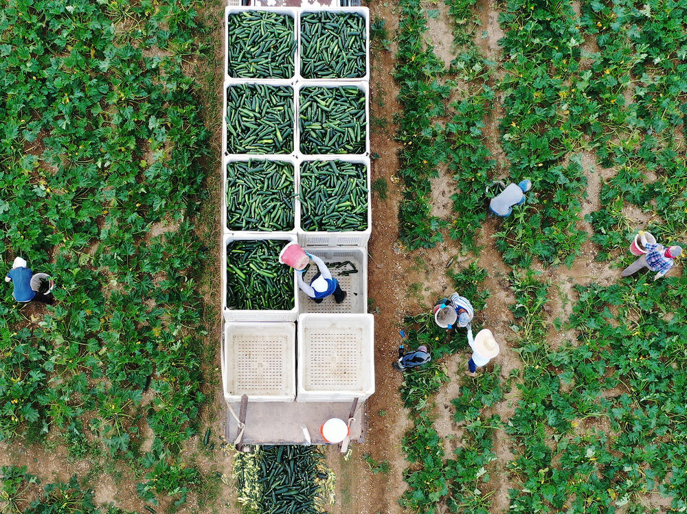 Farm workers fill up bins in the back of a truck with zucchini on a farm in Florida City, Florida, in 2020.