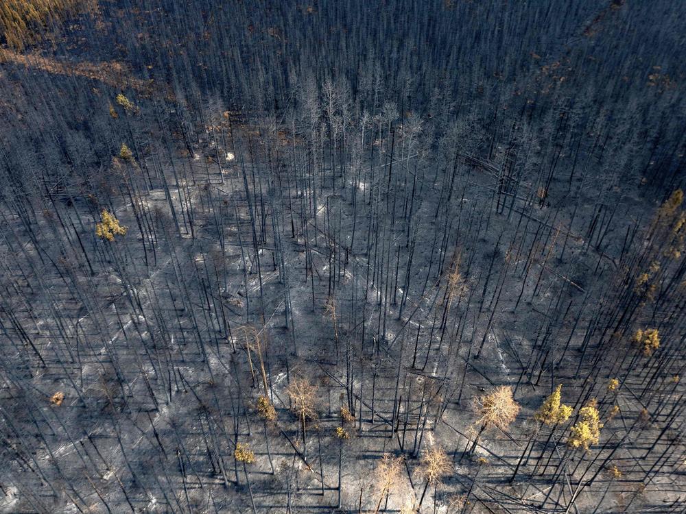 A burnt landscape caused by wildfires is pictured near Entrance, Wild Hay area, Alberta, Canada on May 10.