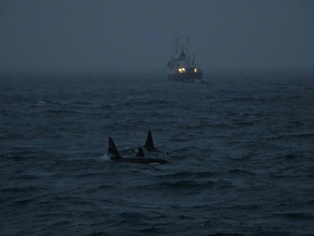 Killer whales are pictured during a storm in the fjord of Skjervoy in 2021 off the coast of northern Norway. Researchers say orcas are stepping up 