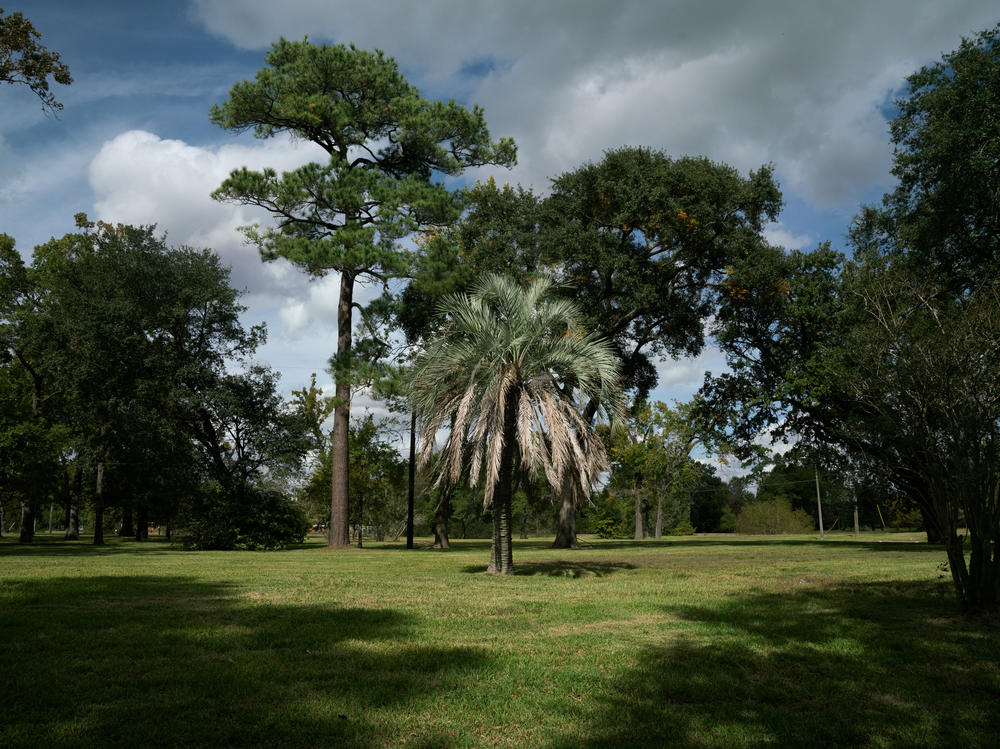 An ornamental palm tree stands in an empty field where there were once houses in Houston. A new study follows thousands of families across the country who sold their flood-prone homes to the government, to see where they moved.