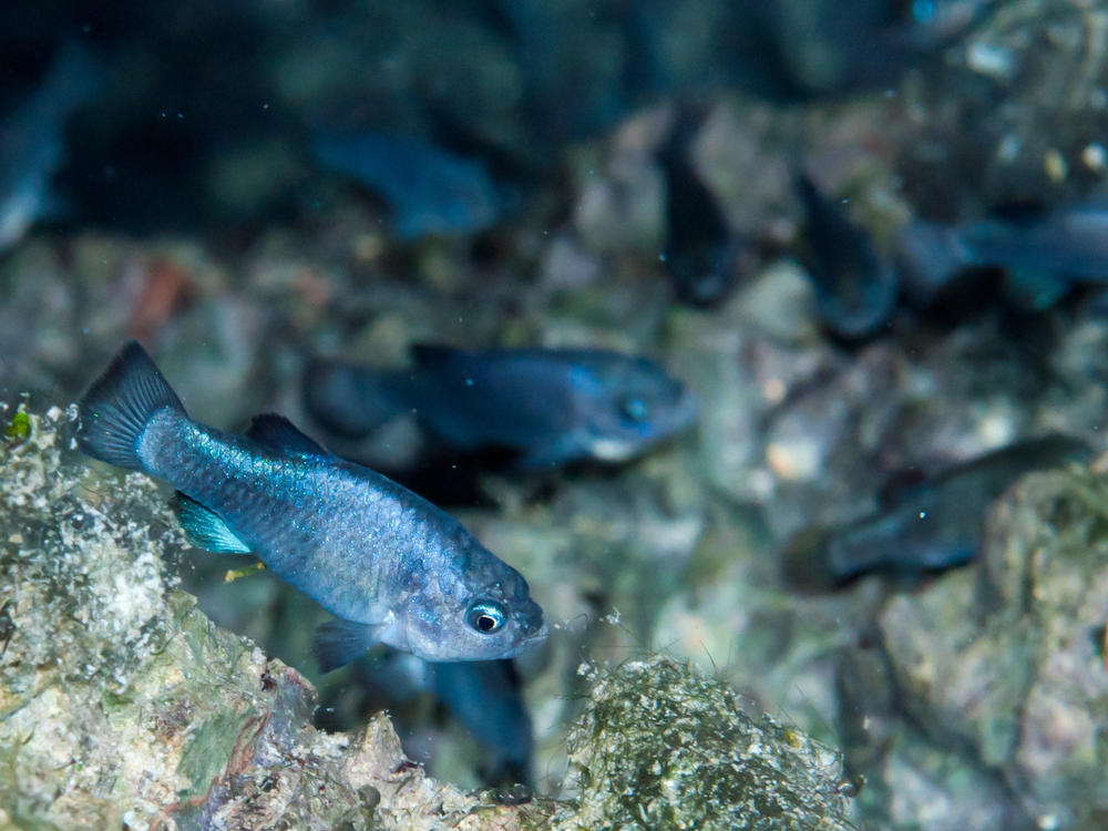 Devils Hole pupfish gather on the precious rocky shelf that supports their entire fragile existence in the wild.