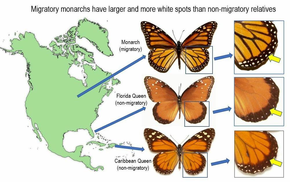 Researcher Andy Davis created this graphic using images from www.butterfliesofamerica.com with permission.