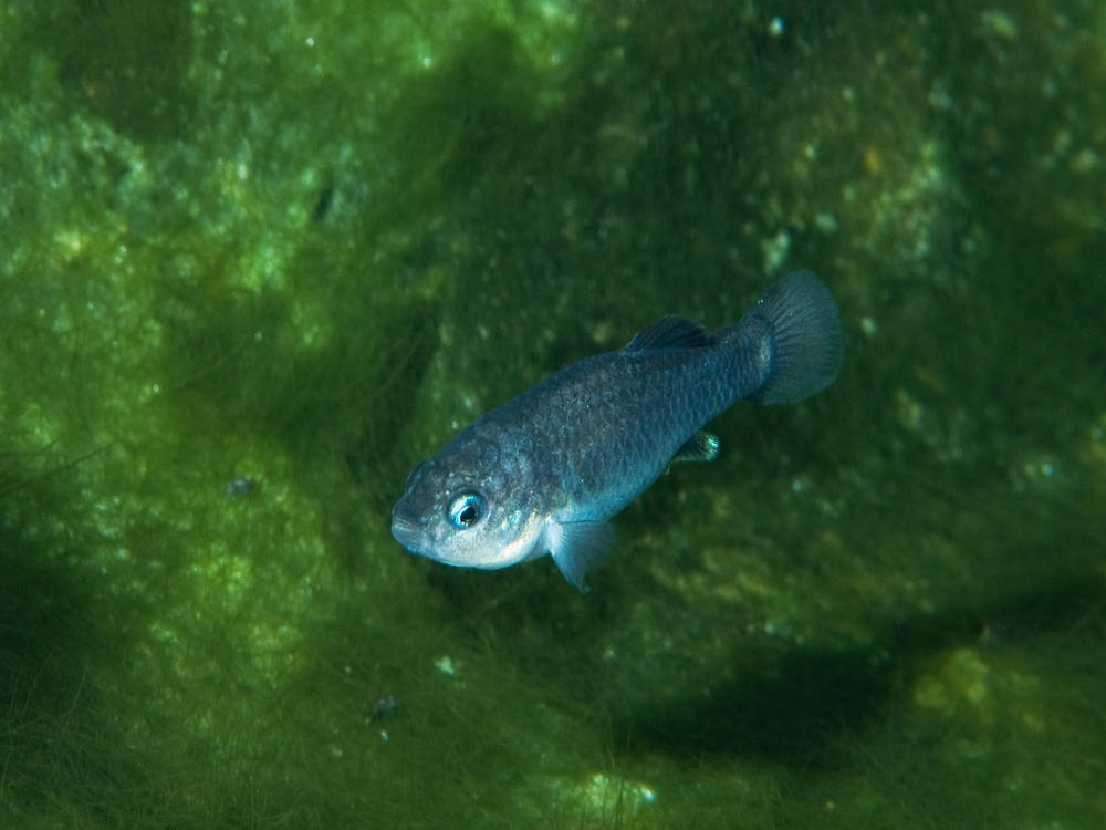 Devils Hole pupfish are about an inch long.