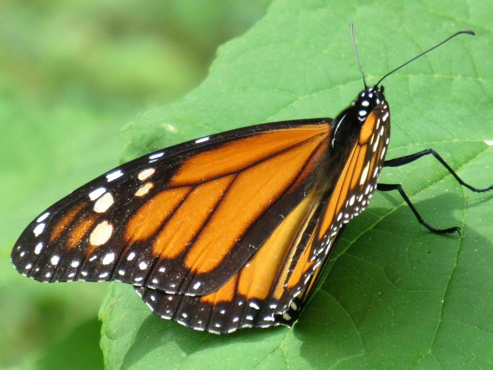 The white spots on a monarch butterfly's wings may help it migrate, according to a new study.