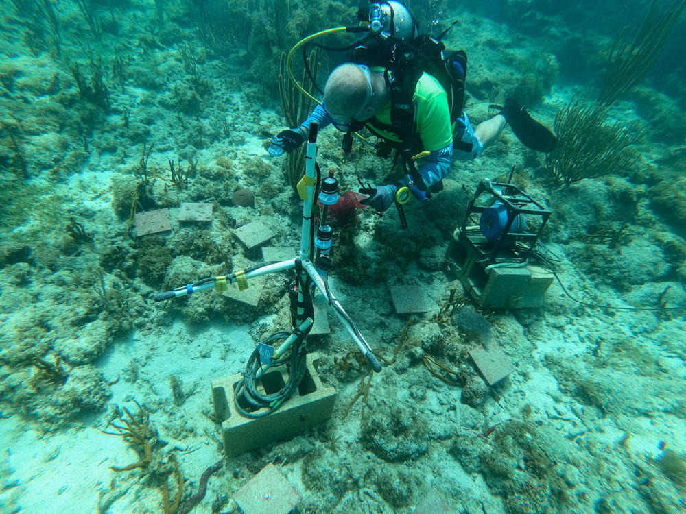 Aran Mooney sets up the underwater loudspeakers for the experiment.