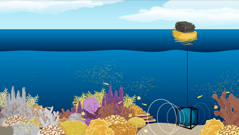 A diagram of the experiment being run by Mooney and his collaborators. A solar battery floating above the water is connected to an underwater loudspeaker set up on a degraded reef below. The speaker plays sounds recorded back in 2013 of a healthy coral reef. The idea is to lure back the tiny coral larvae needed to rebuild the reef.