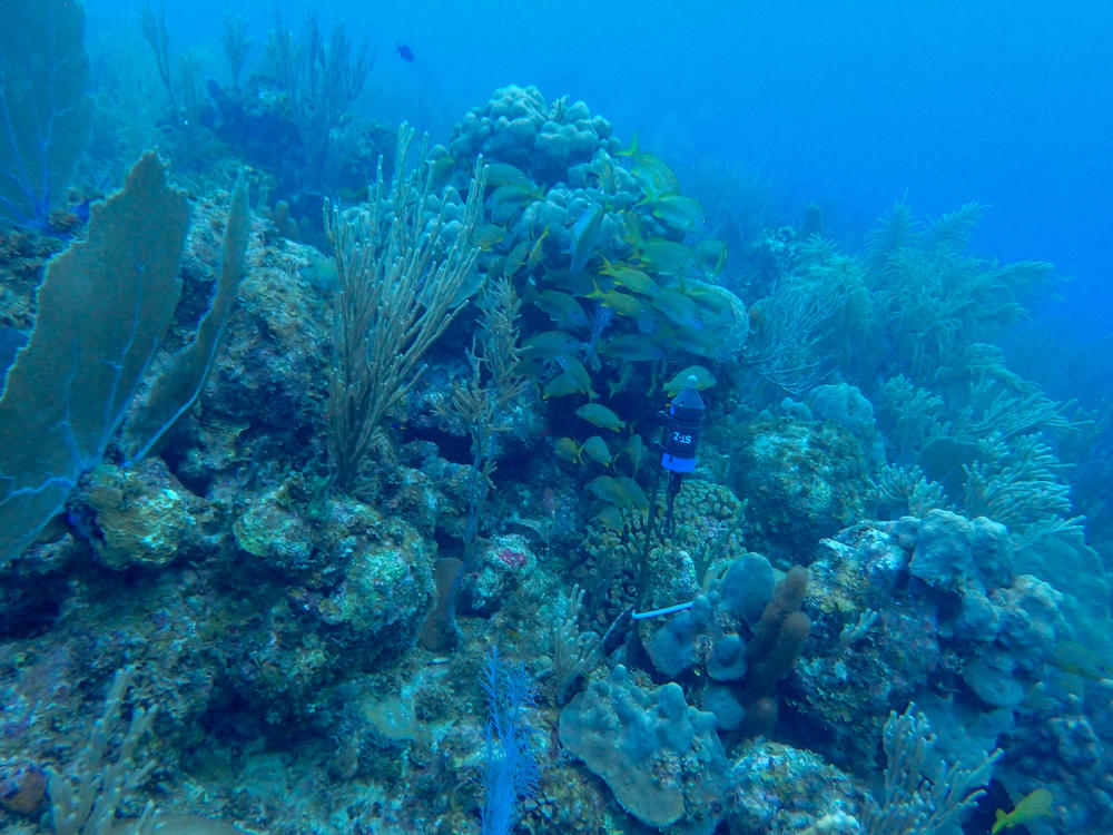 An acoustic recorder measures the soundscape of a healthy coral reef.