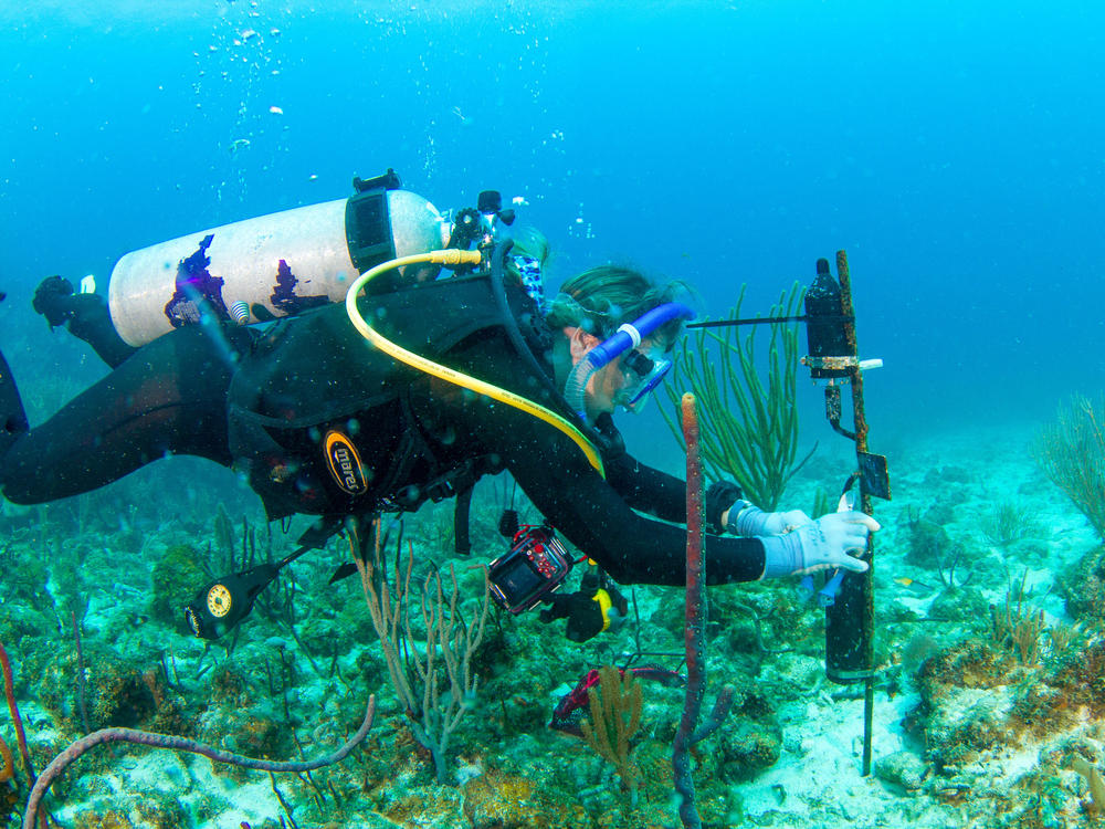 Scientist Amy Apprill, with Woods Hole Oceanographic Institution, places a recording device onto a coral reef in the U.S. Virgin Islands.