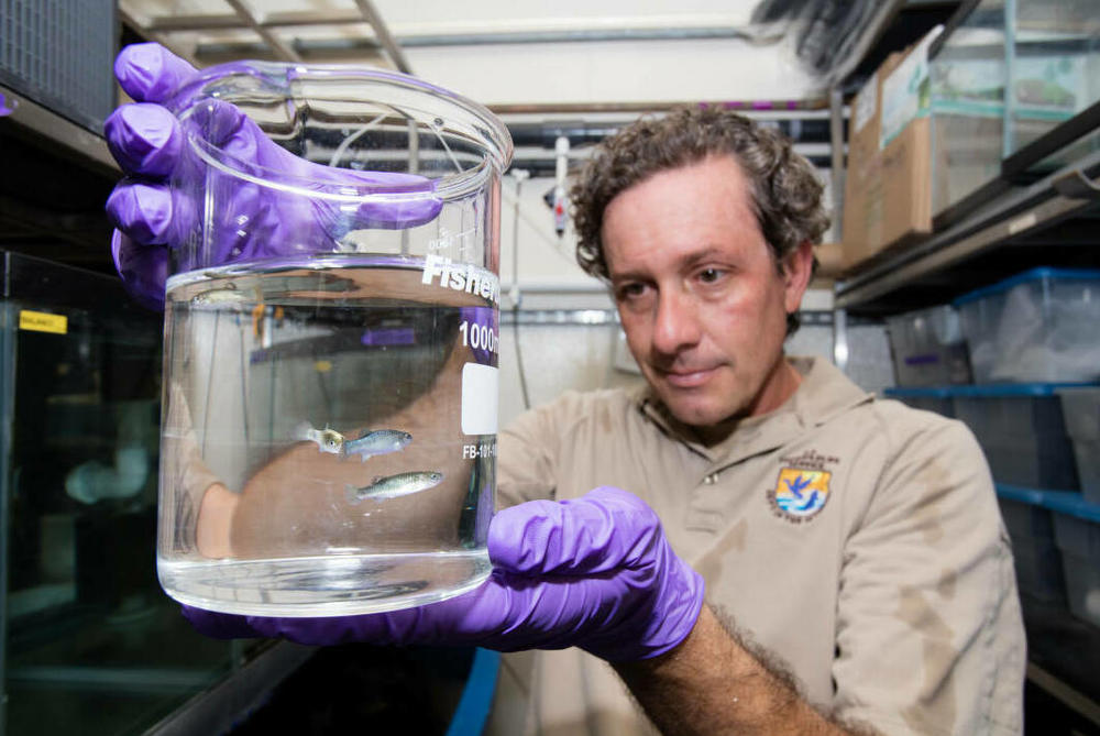 A biologist with the U.S. Fish and Wildlife Service observes captive Devils Hole pupfish.