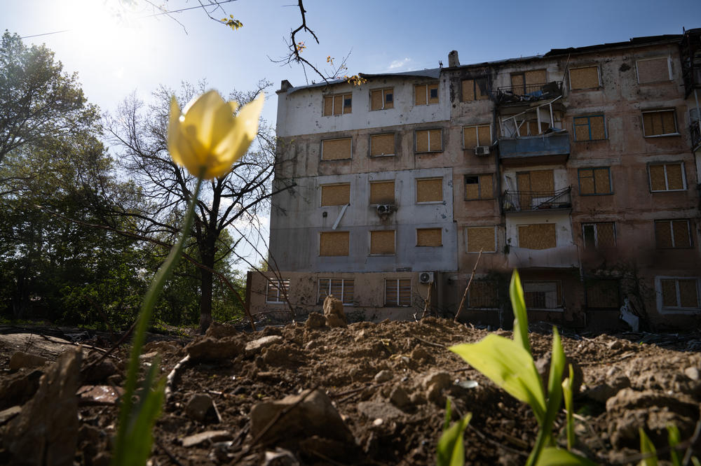 A flower blooms near a building and yard damaged by shelling in Kherson.
