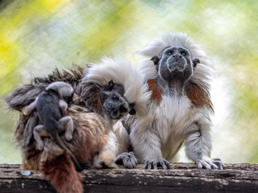 Two cotton-top tamarin monkeys are seen with their newborn twins at Walt Disney World.