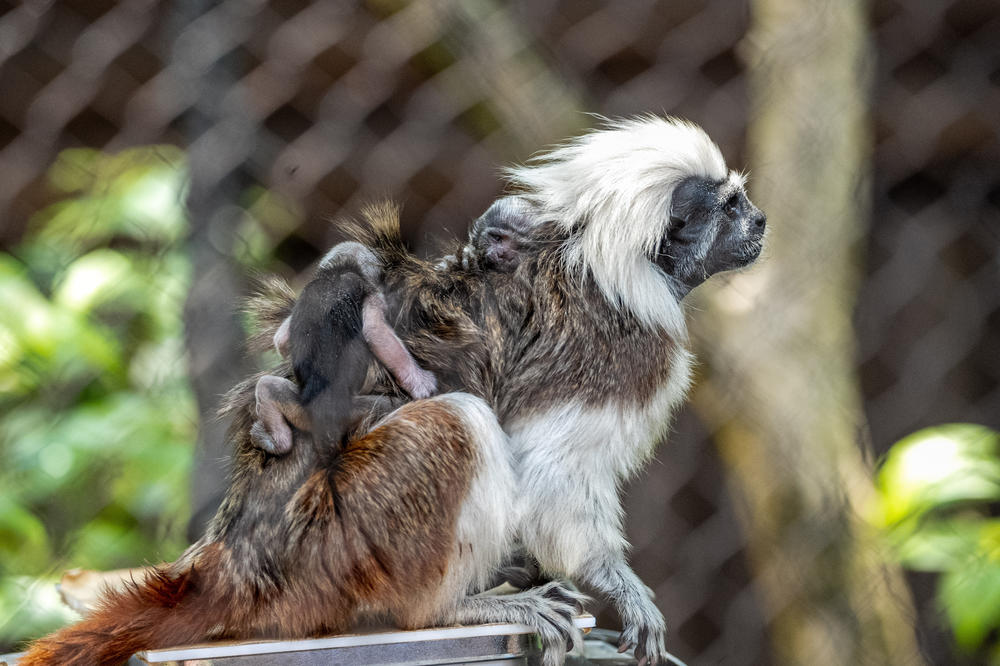 The newborn twins weigh as much as a chicken egg but will grow to be roughly the size of a squirrel.