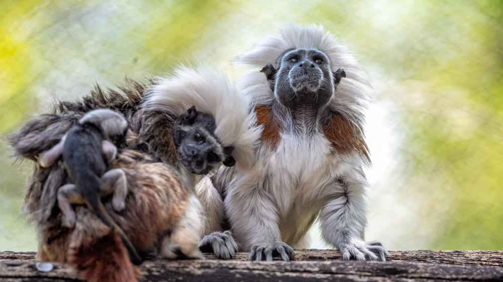 Two cotton-top tamarin monkeys are seen with their newborn twins at Walt Disney World.