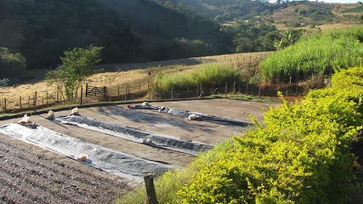 A coffee farm.