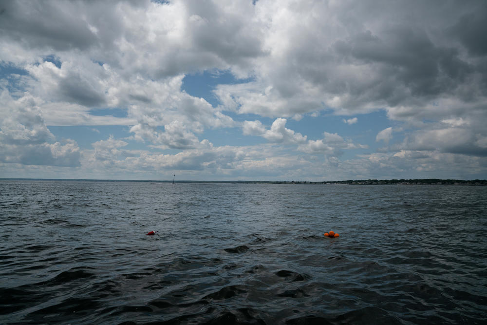 With ropeless technology, orange markers rise to the surface of the water at the traps once they are triggered remotely.