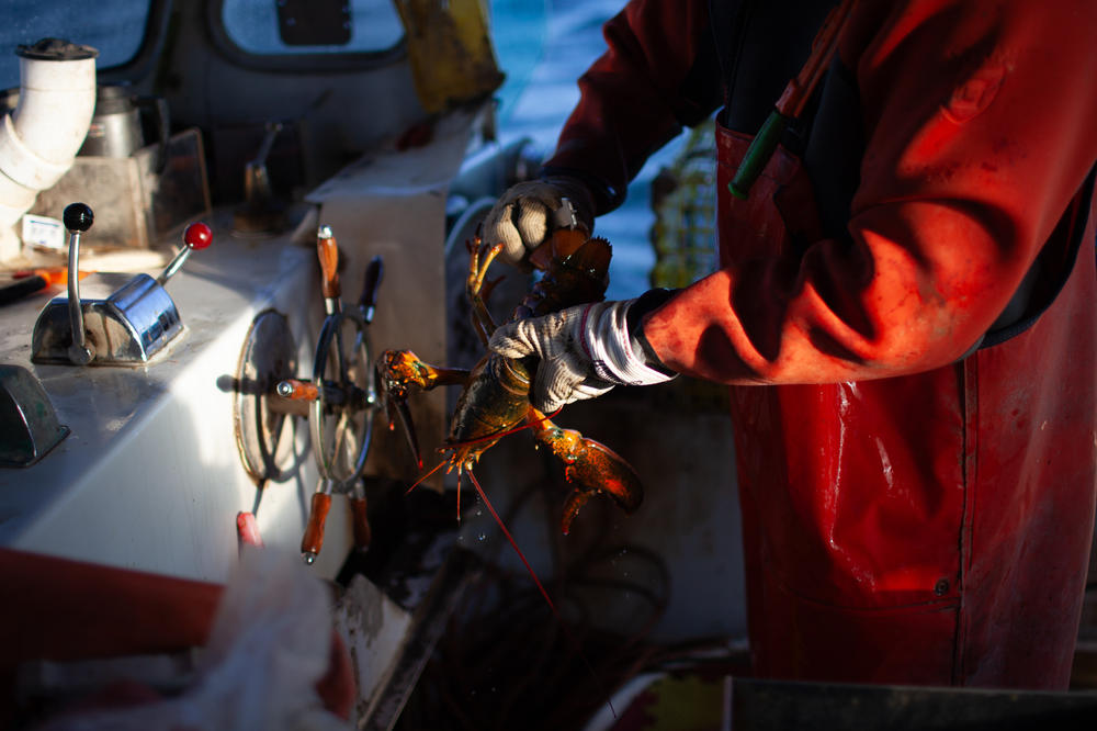 Lobster fishermen on the East Coast have faced closures over North Atlantic right whales. Only around 340 right whales remain in the population.