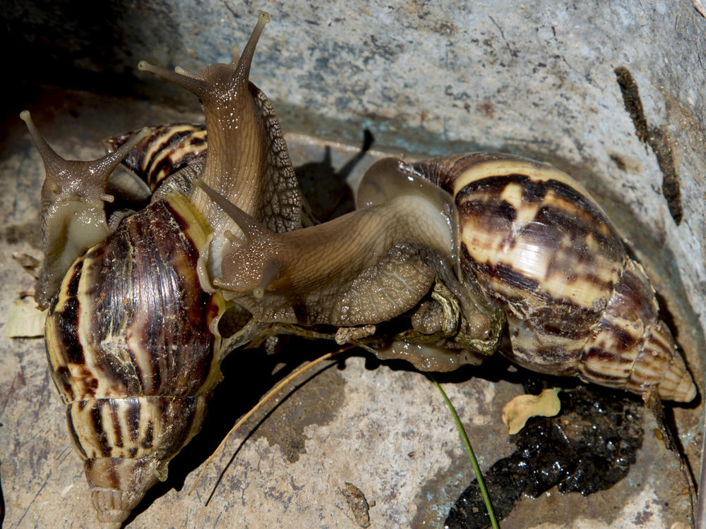 Giant African land snails — seen here in 2019 — have been spotted recently in three counties in Florida, spurring state officials to enact quarantines and eradication efforts against the invasive pests.
