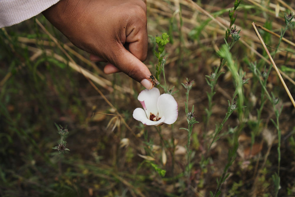 Krystle Hickman, a bee photographer and volunteer for the Bumble Bee Atlas Project, carefully places a bee onto a flower.