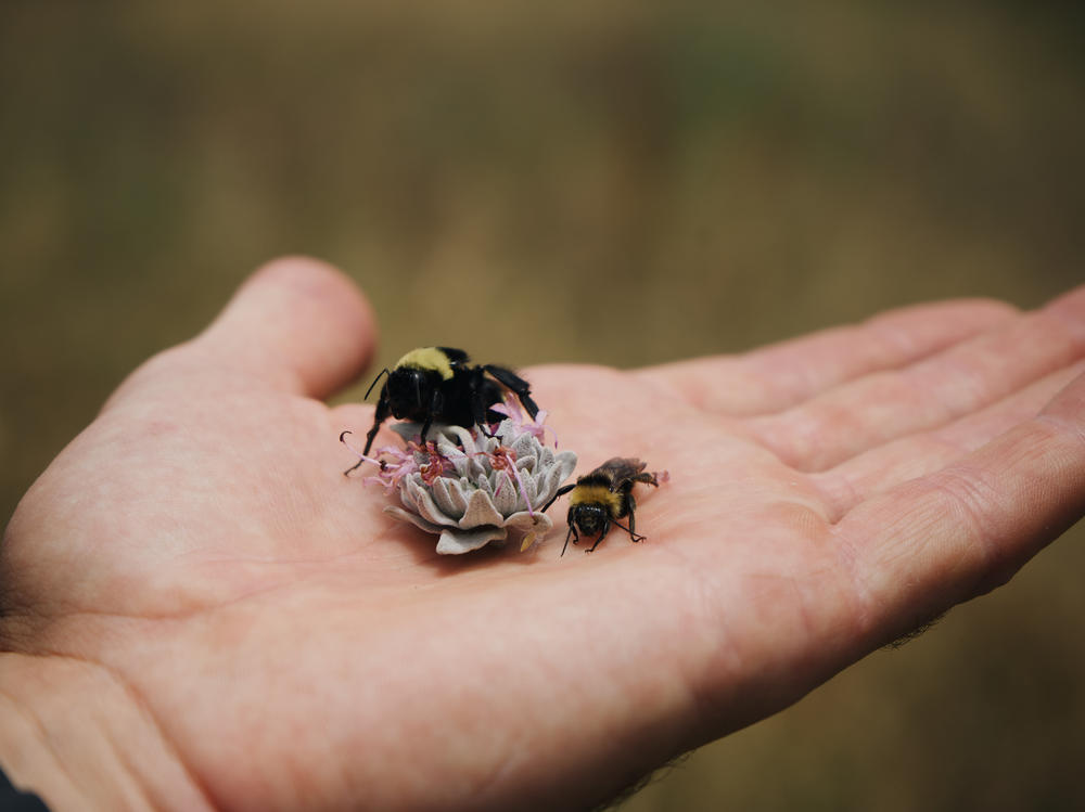 Leif Richardson examines a queen bee.