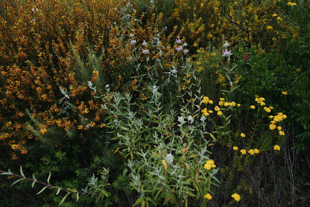 Leo Carrillo State Park is home to many kind of plants that support ecosystems for bees to thrive.