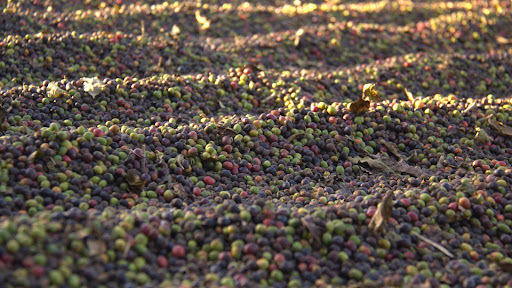 Coffee fruit up close. Each one is a bit smaller than a cherry tomato.