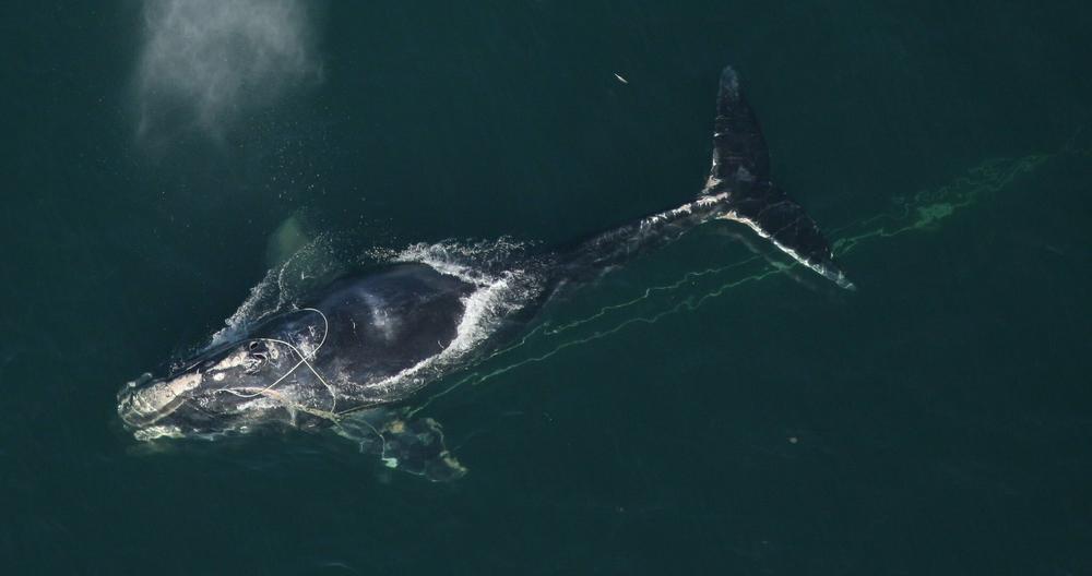 Entangled North Atlantic right whales can drag fishing gear hundreds of miles, like this whale off of Florida. The injuries can be life-threatening.