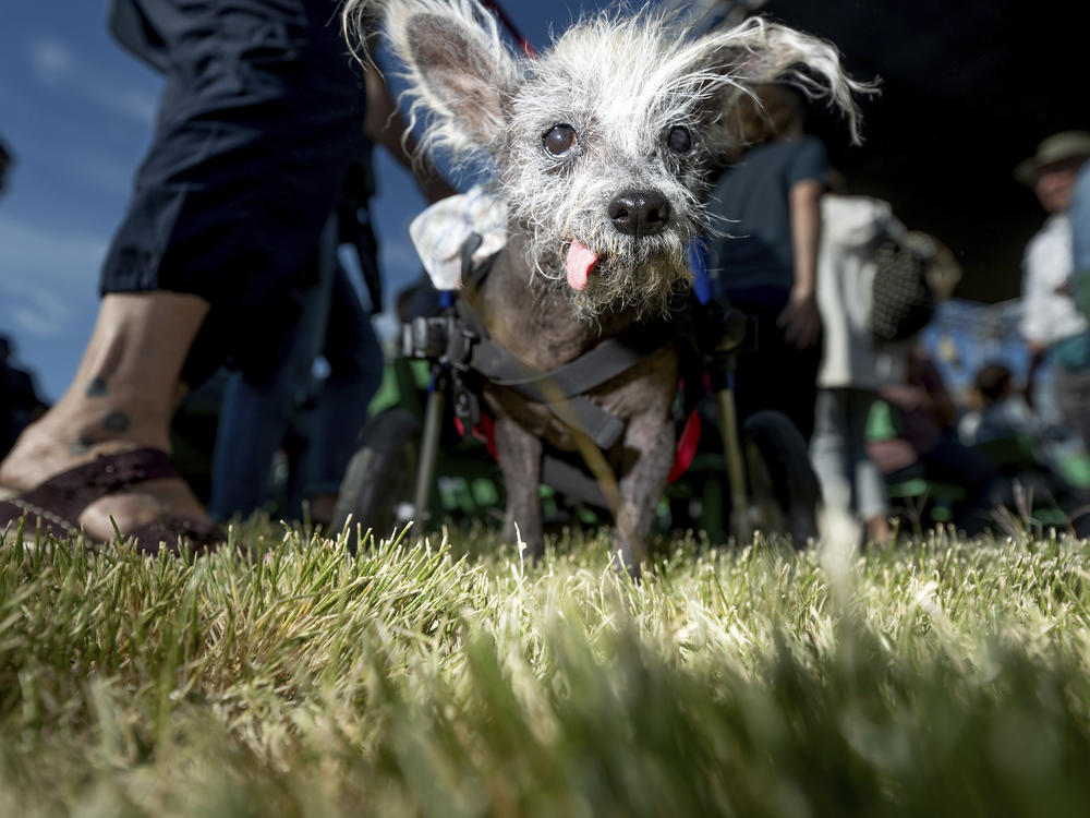 Before bringing home the win, Scooter wanders in the crowd ahead of the World's Ugliest Dog Contest at the Sonoma-Marin Fair in Petaluma, Calif., on Friday.