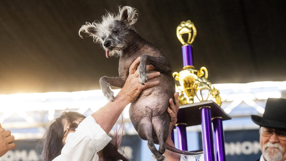 Judges at the World's Ugliest Dog Contest declared Scooter, a 7-year-old Chinese Crested, the ruffest-looking pup of all.