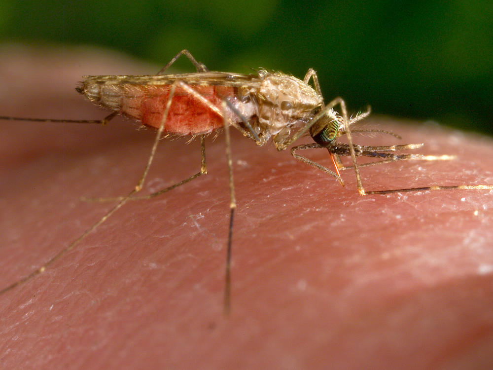 This 2014 photo made available by the U.S. Centers for Disease Control and Prevention shows a feeding female Anopheles gambiae mosquito. The species is a known vector for the parasitic disease malaria.