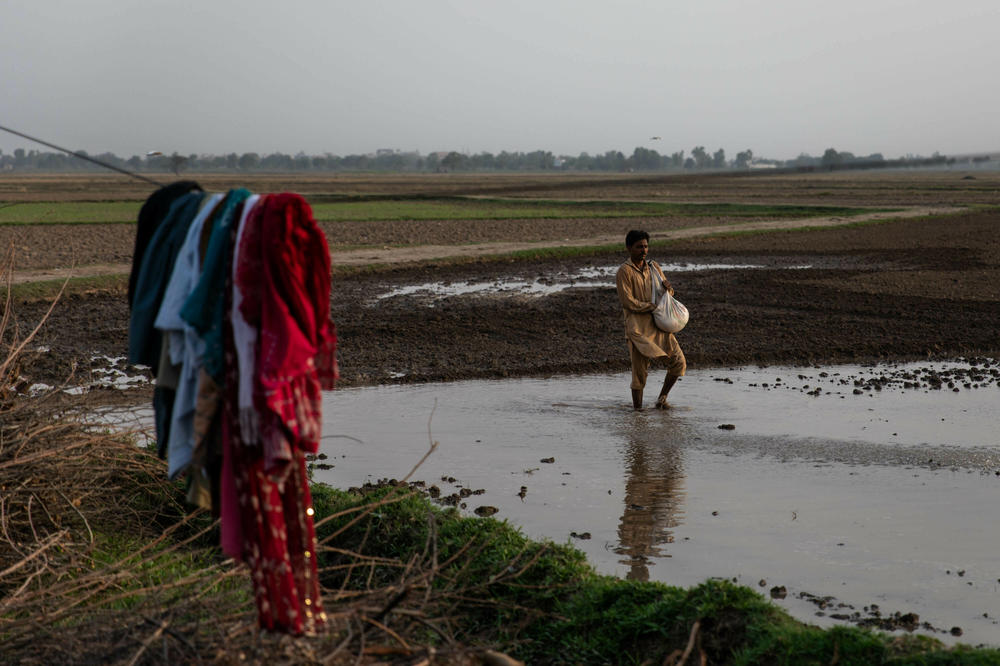A relative of the brothers Qasim and Munir, who were on the capsized ship and have not been found, works on farmland adjacent to Noor Jamal village.