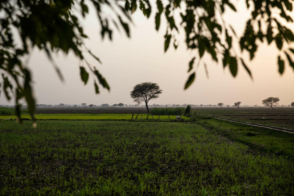 A landscape near the area where Muhammad Aslam and his family live in Noor Jamal village.