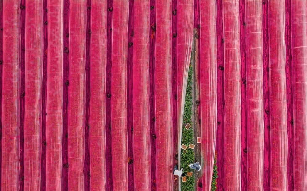 <em>The Strawberry Show is About to Begin</em>, Hadera, Israel. The photographer says that the strawberry field from above looks like 