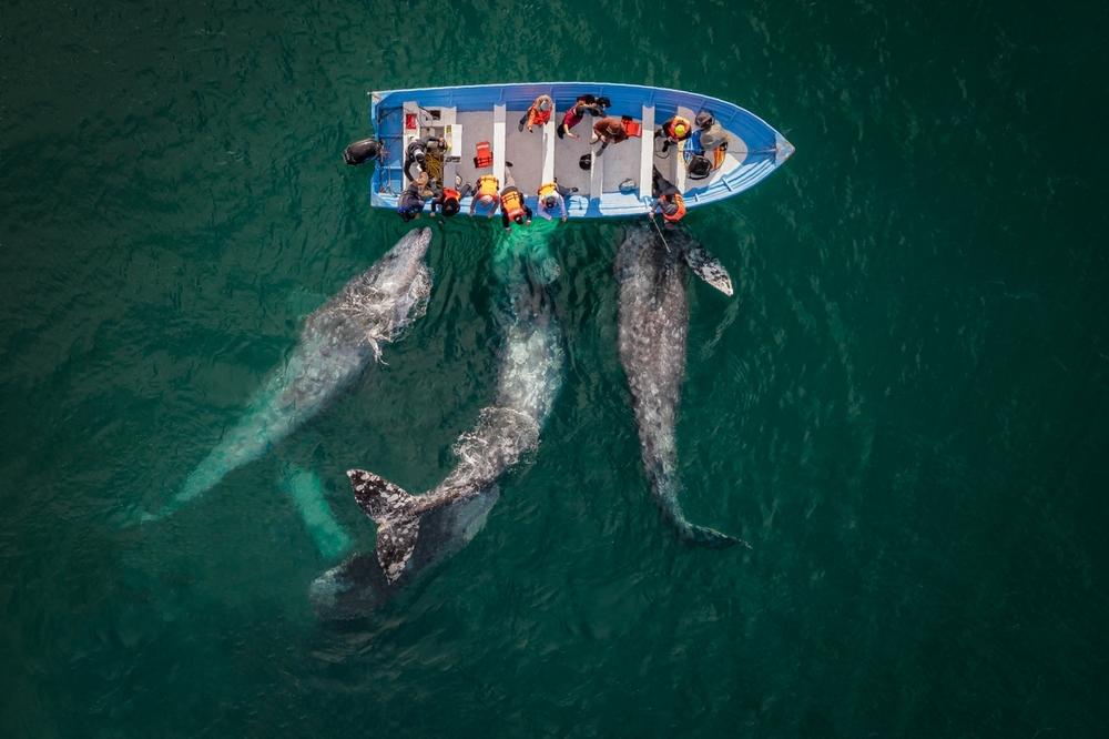 <em>Amigos, </em>Baja California Sur, Mexico. In Baja California Sur in Mexico, gray whales come to interact with people — as if they were friends (in Spanish 