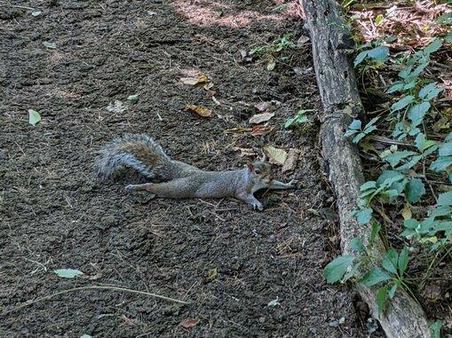 A squirrel splooting in the shade.